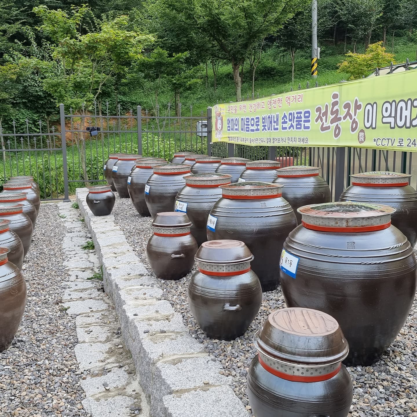 한여름 무더위에 발효 숙성 중~~
장담그기와 장가르기 후 맛있게 익어가는 중^^
장관리의 짬방울들이 장을 더욱 맛있게 합니당
#한국발효장류진흥협회 #(사)한국발효장류진흥협회 #양천구도시농업공원 #장담그기 #된장 #간장 #고추장#발효 #장류